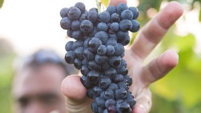 ¿Sabes lo que es la poda en verde? En Vinalia te lo contamos