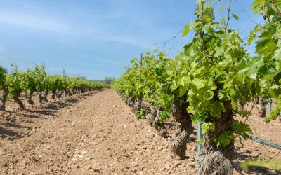 La Integral Térmica y su utilidad